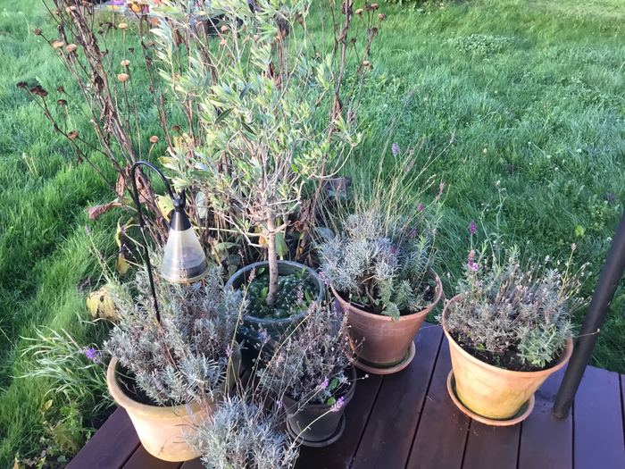 Henvisningsprogram
